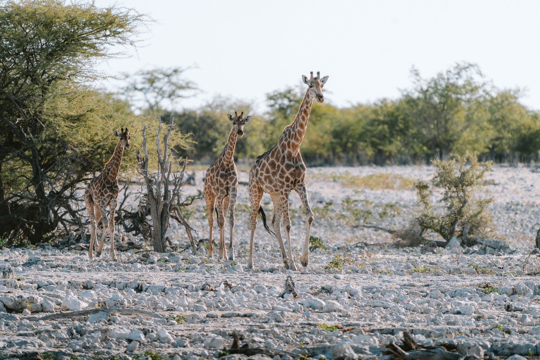 Popular sights in Makgadikgadi Pans National Park Landmarks in Makgadikgadi Pans National Park