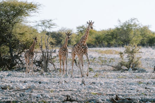 A group of giraffes standing in a sunlit field at Okaukuejo, showcasing Namibia's natural beauty.