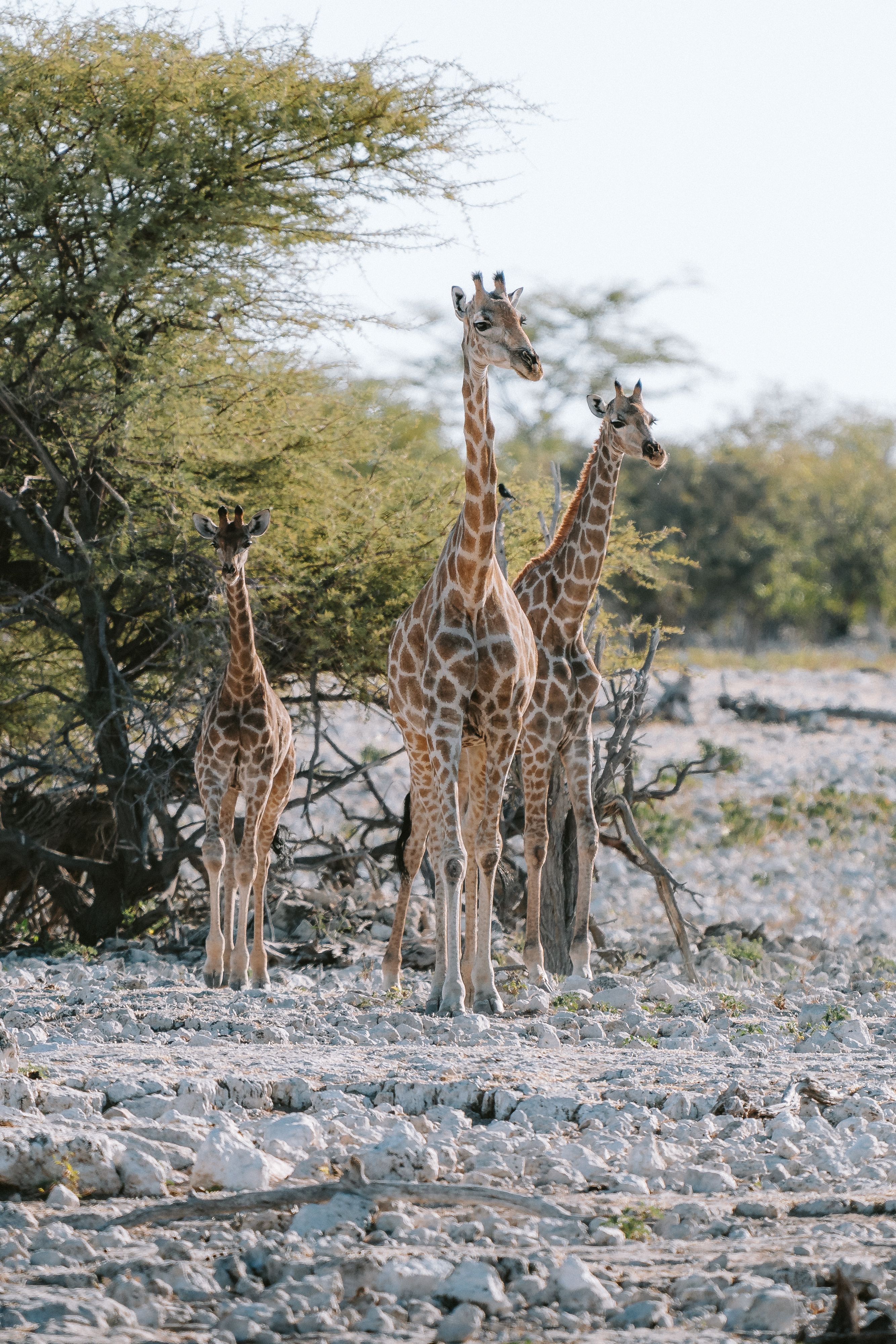 Three giraffes standing in the middle of a field · Free Stock Photo