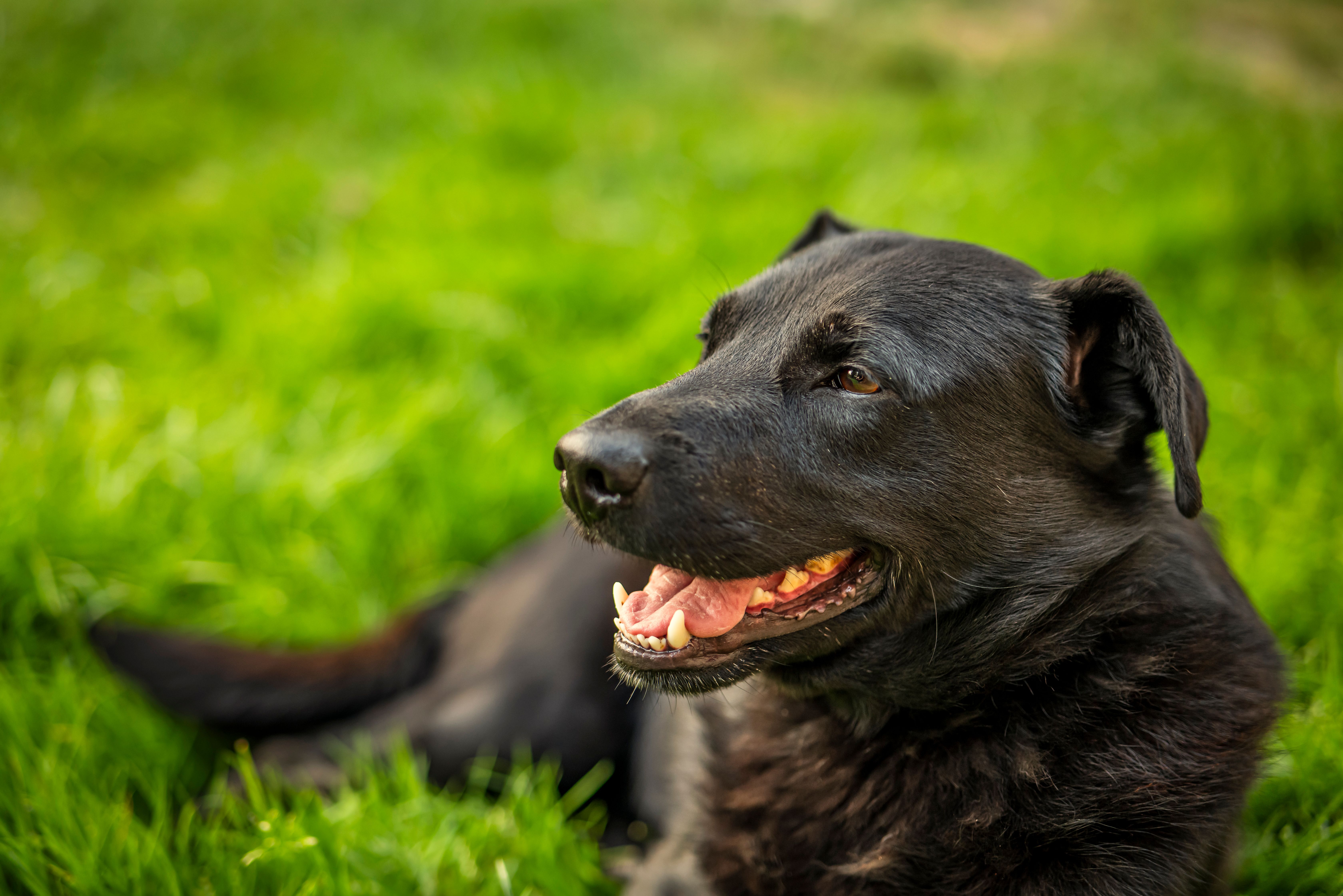 Close-up of a Dog Lying on the Grass · Free Stock Photo