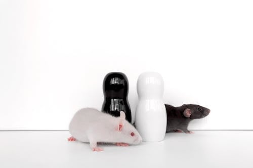コショウ, ネズミ, 可愛いの無料の写真素材