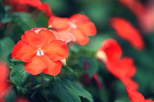 Fotos de stock gratuitas de dejar, flor, jardín