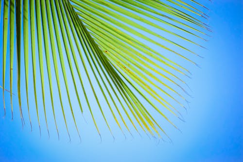 Free stock photo of coconut tree