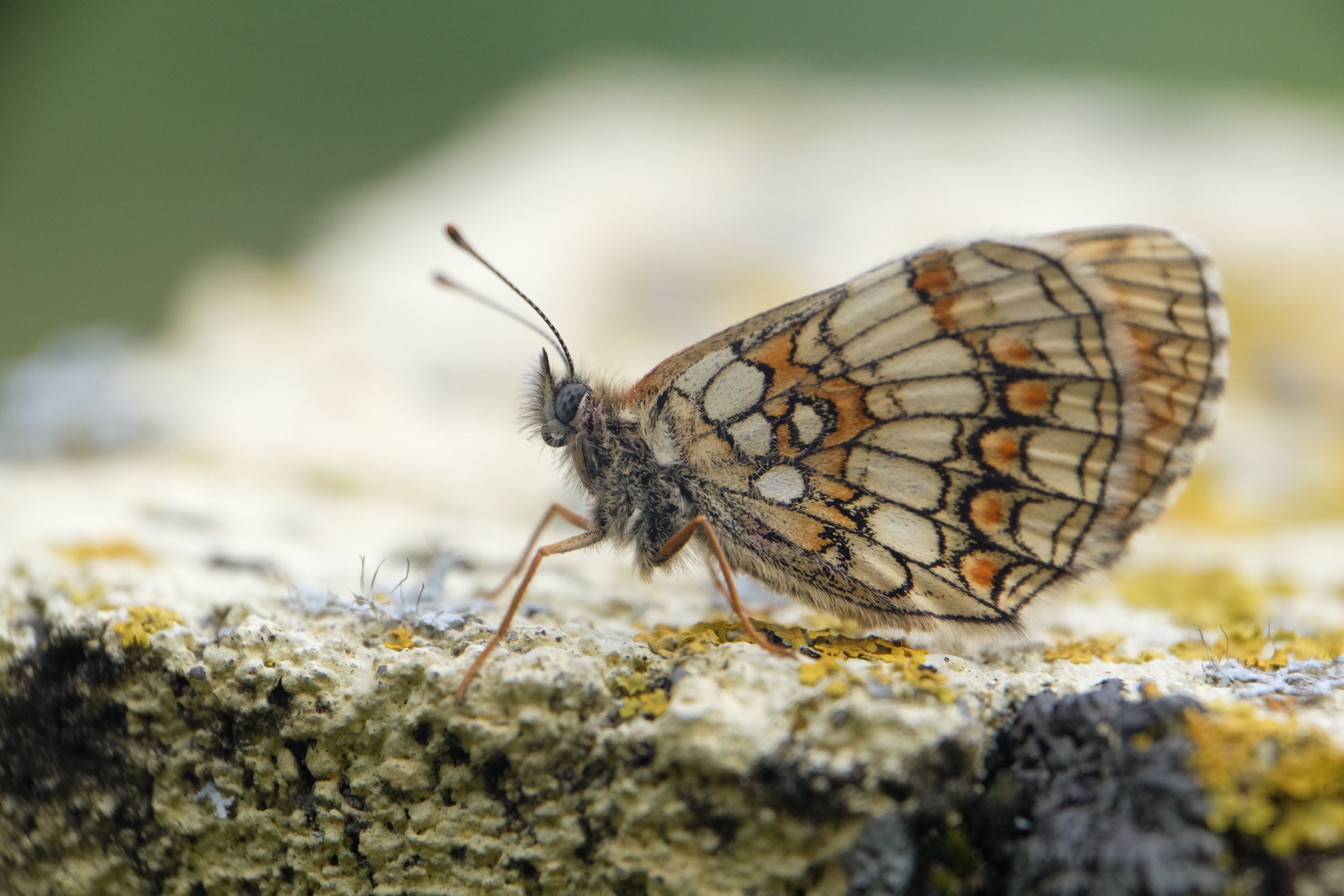 A small butterfly sitting on top of a rock · Free Stock Photo