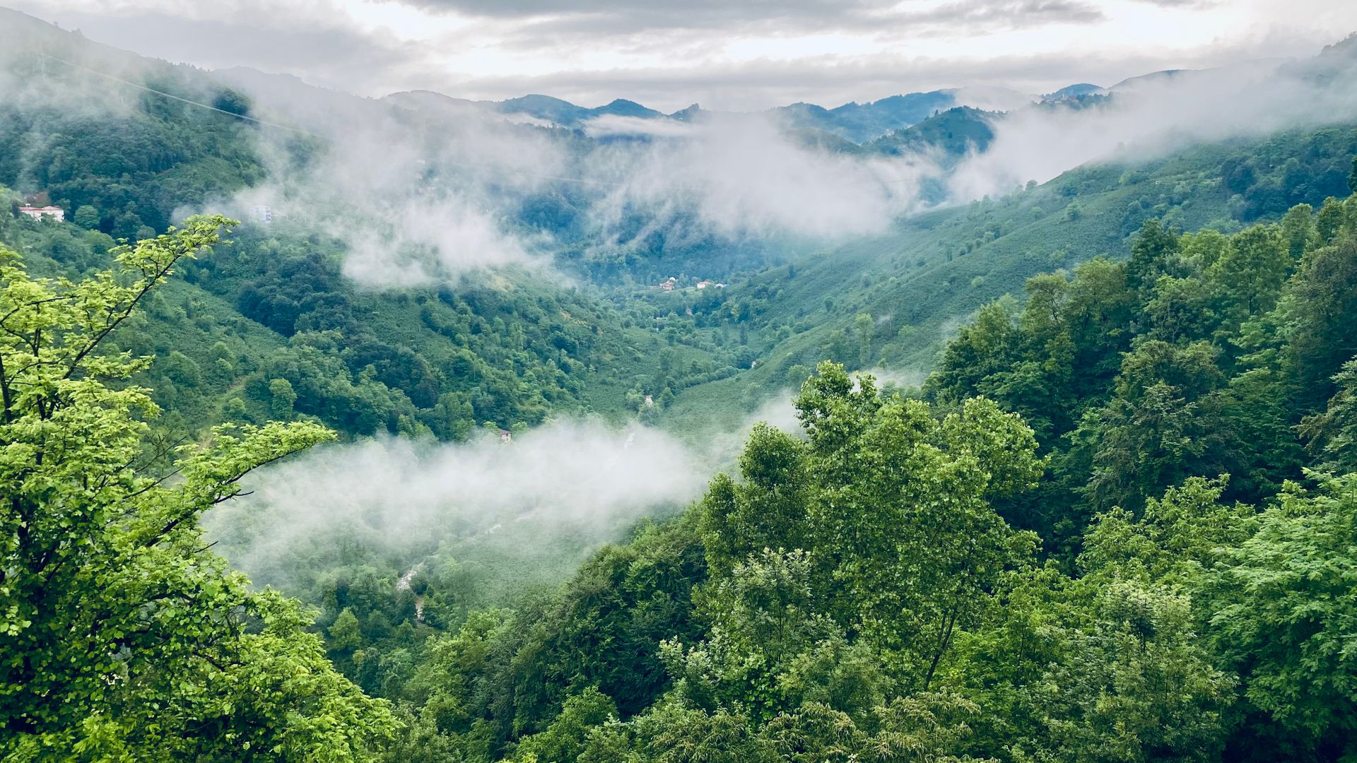 A serene view of a green mountainous landscape enveloped in mist and fog.