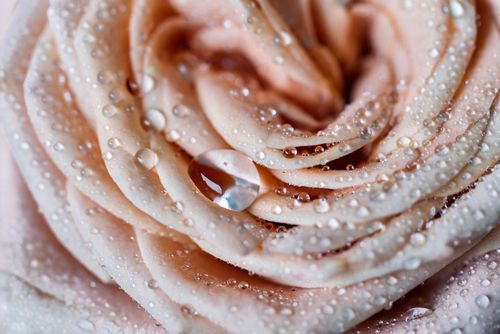 Free Stunning macro shot of a peach rose with dew drops, capturing the intricate natural beauty. Stock Photo