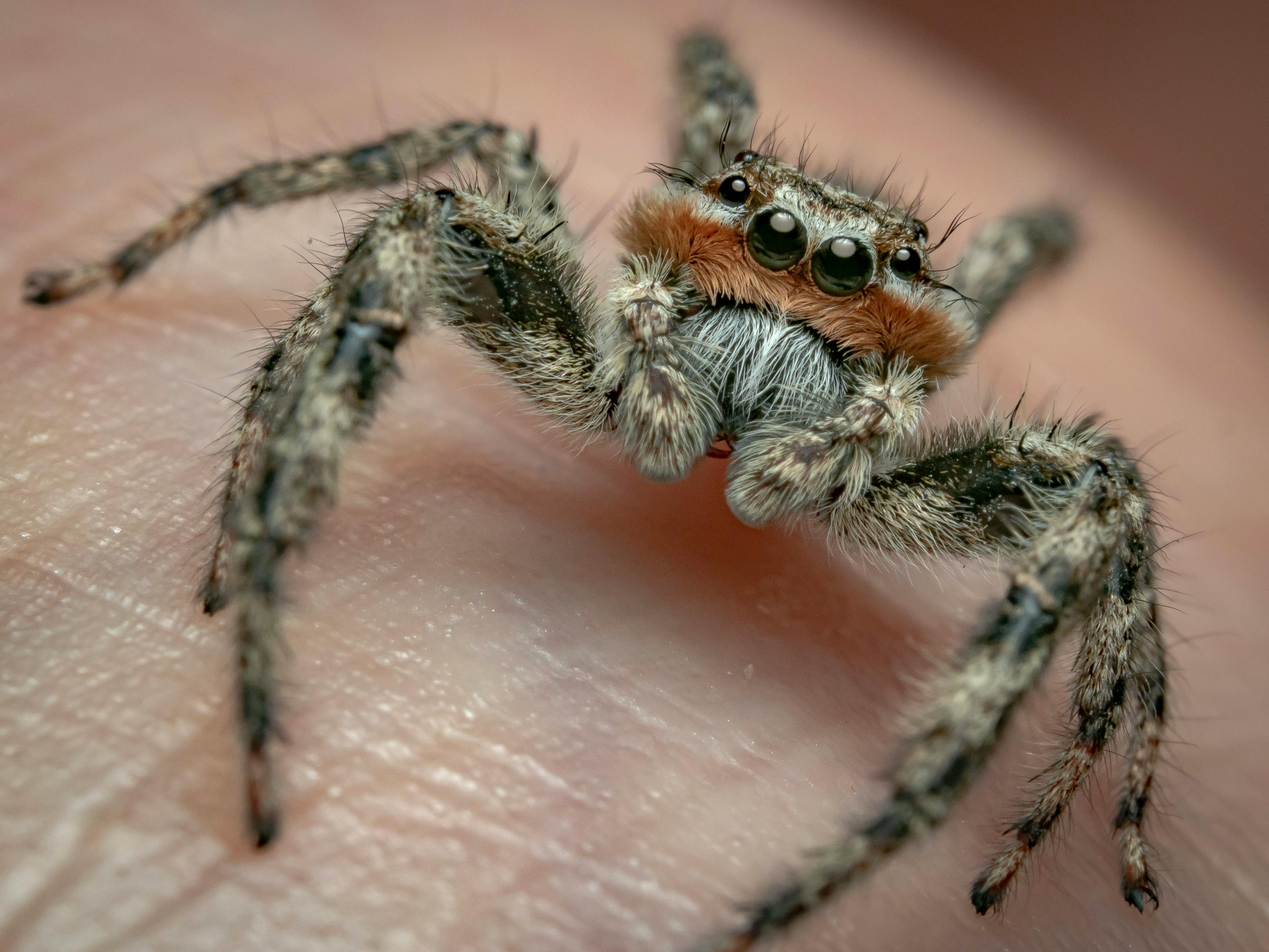 curious jumping spider on hand