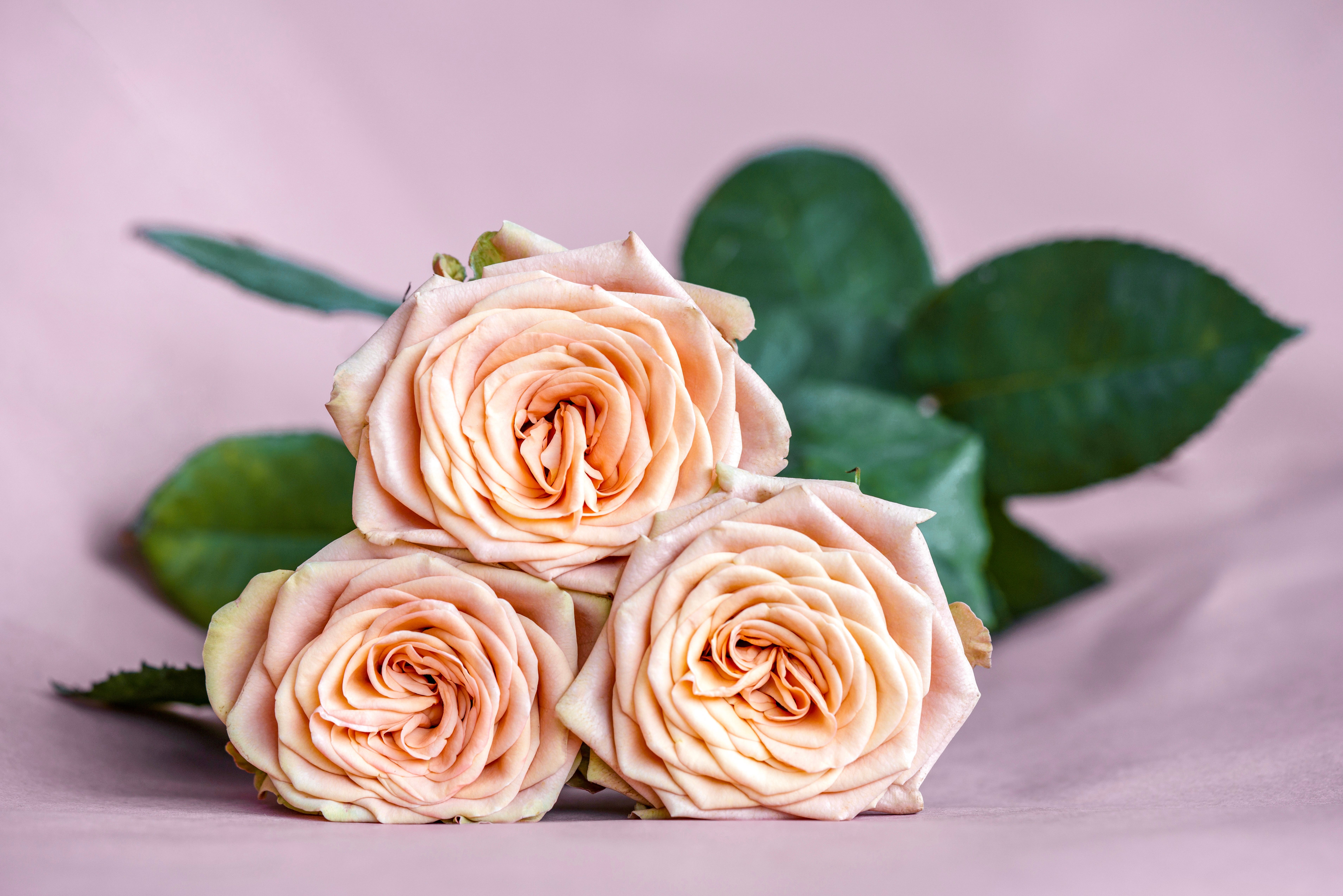 Roses fraîches en gros plan