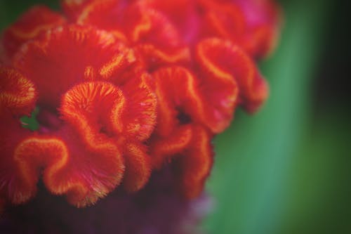 Fotos de stock gratuitas de ciudad de ho chi minh, flor, flor roja