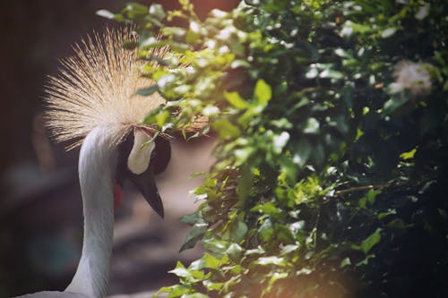 Fotos de stock gratuitas de ciudad de ho chi minh, pavo real, Saigon