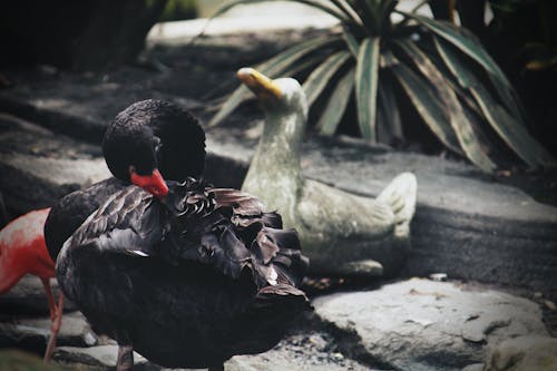 Fotos de stock gratuitas de animal, ciudad de ho chi minh, estanque