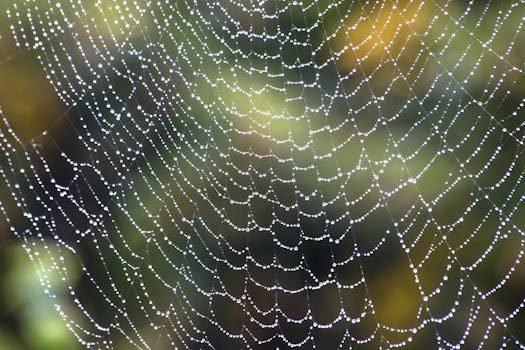 Close-up of a spider web with dew droplets outdoors, highlighting intricate patterns and nature's beauty.