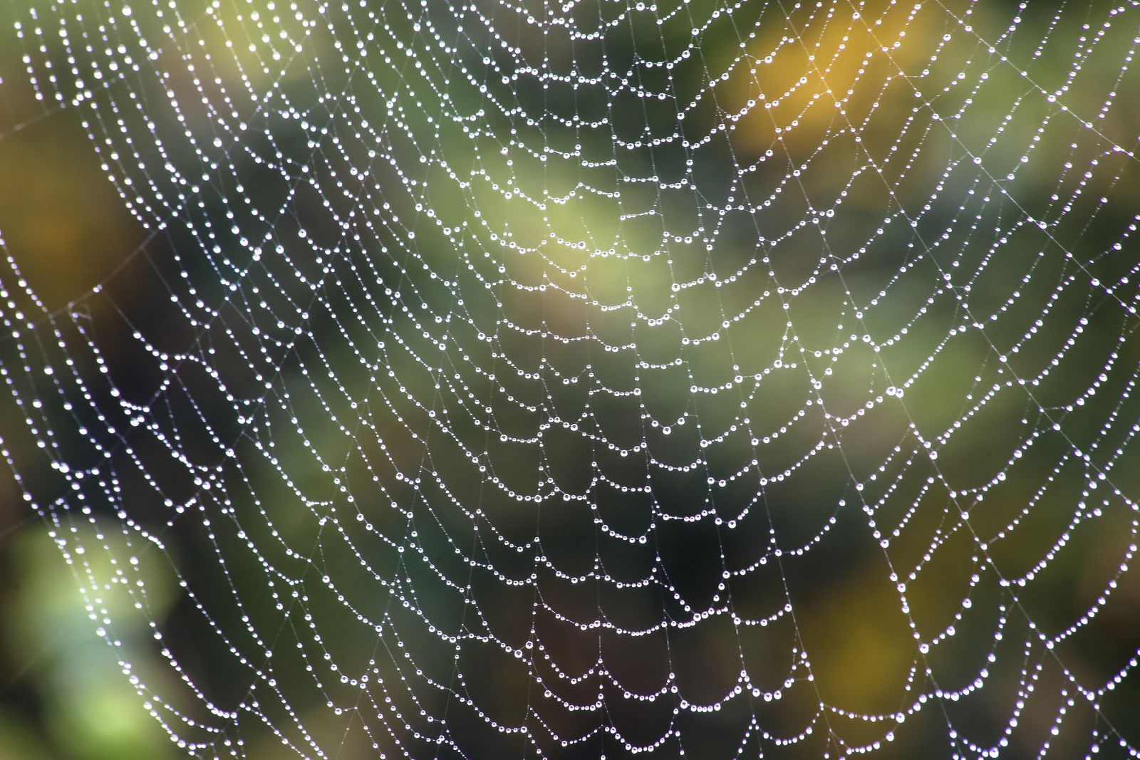Macro shot of a spider web strung with dew droplets