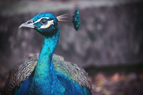 Fotos de stock gratuitas de animal, ciudad de ho chi minh, pájaro