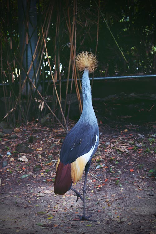 Fotos de stock gratuitas de ciudad de ho chi minh, pájaro, pavo real