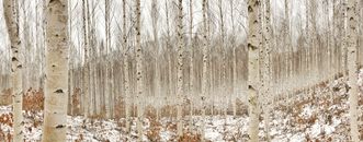 Birch Tree Photography