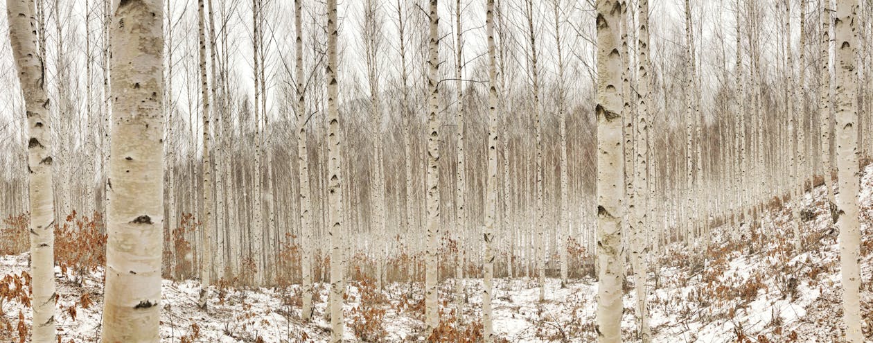 Foto d'estoc gratuïta de arbres, bagul, banyador per a home