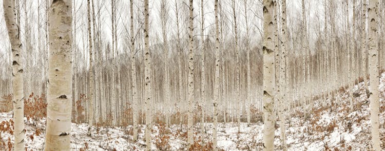 Birch Tree Photography