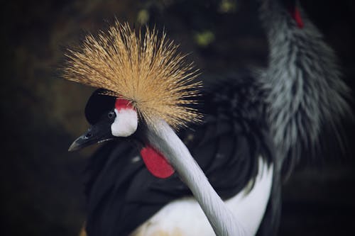 Fotos de stock gratuitas de pájaro, pavo real, zoo