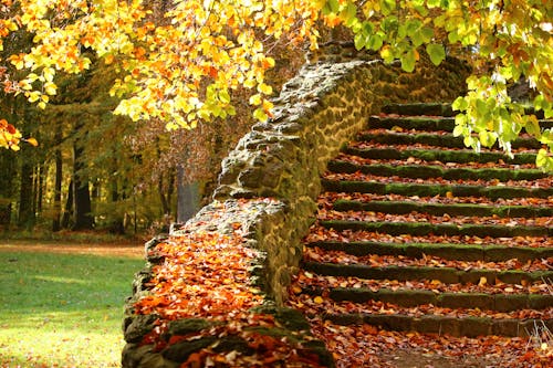 Free Stairs With Leaves Stock Photo