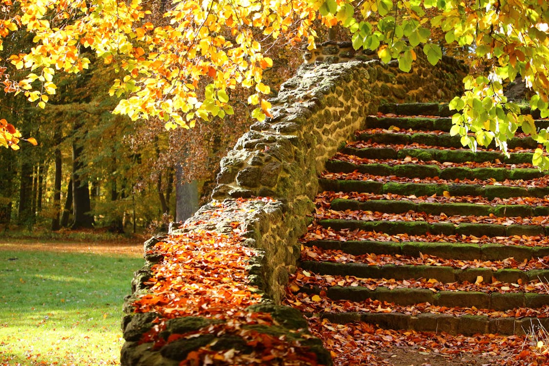 бесплатная Лестница с листьями Стоковое фото
