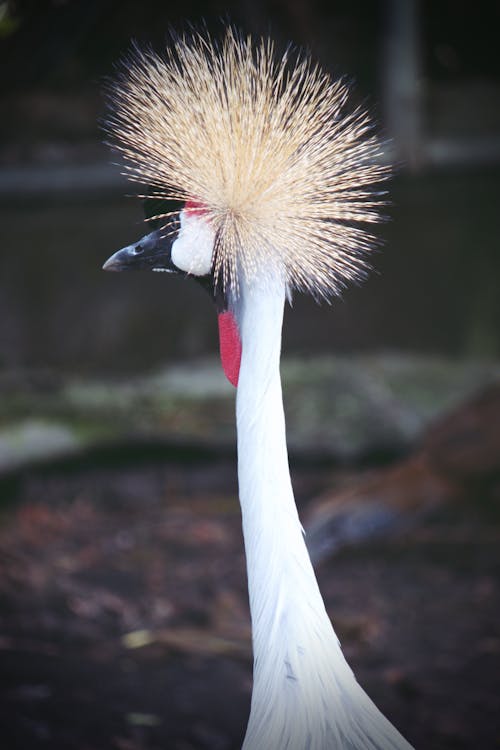 Fotos de stock gratuitas de animal, pájaro, pavo real