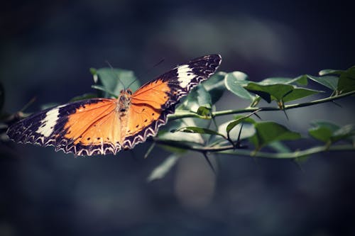 Fotos de stock gratuitas de mariposa en una flor, mariposas, zoo