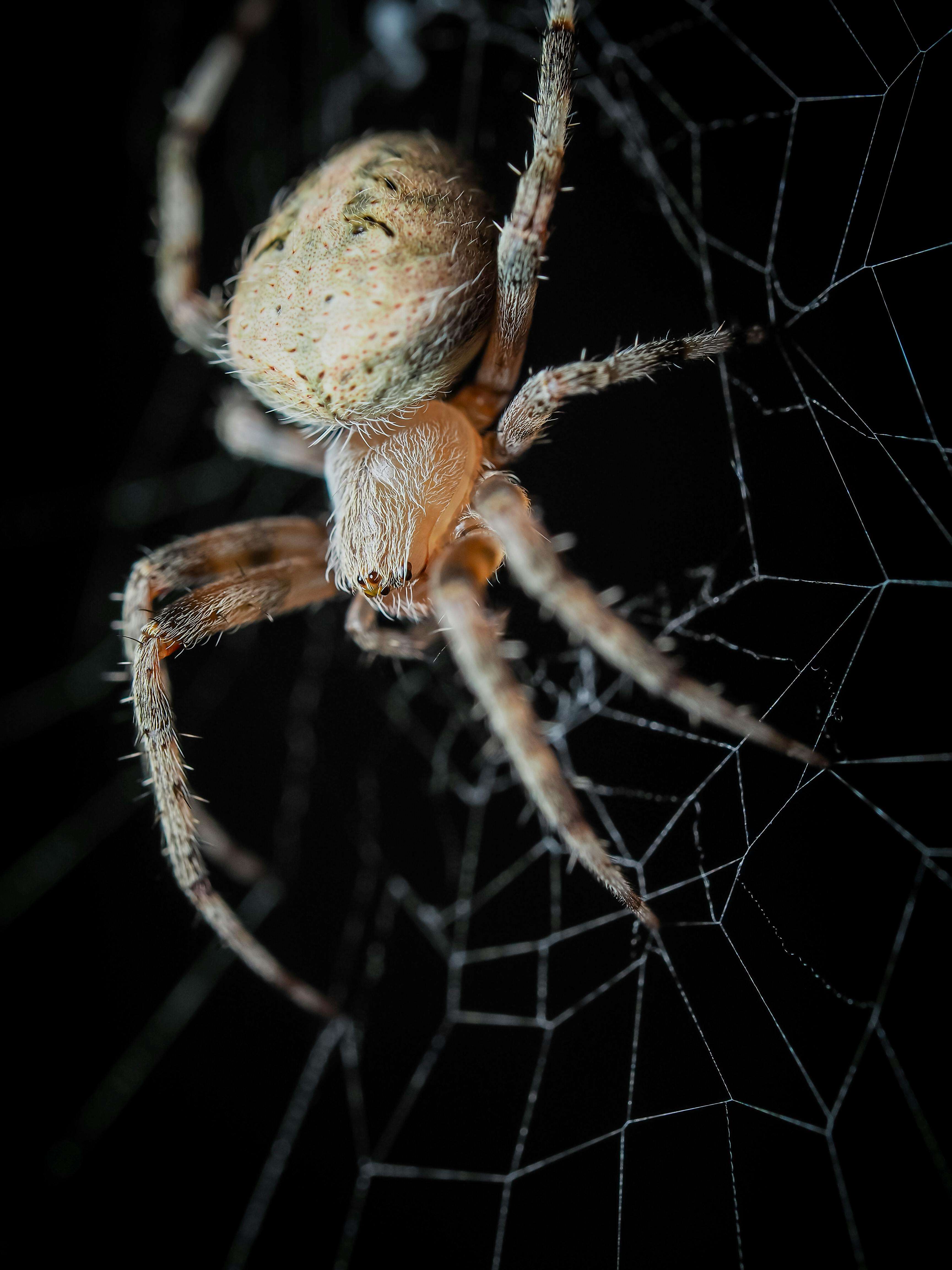 Detailed macro of a cross orbweaver spider on its web, showcasing its intricate pattern and textures.