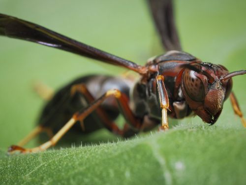 Free Close-up view of a paper wasp on a green leaf, showcasing intricate details of insect anatomy. Stock Photo