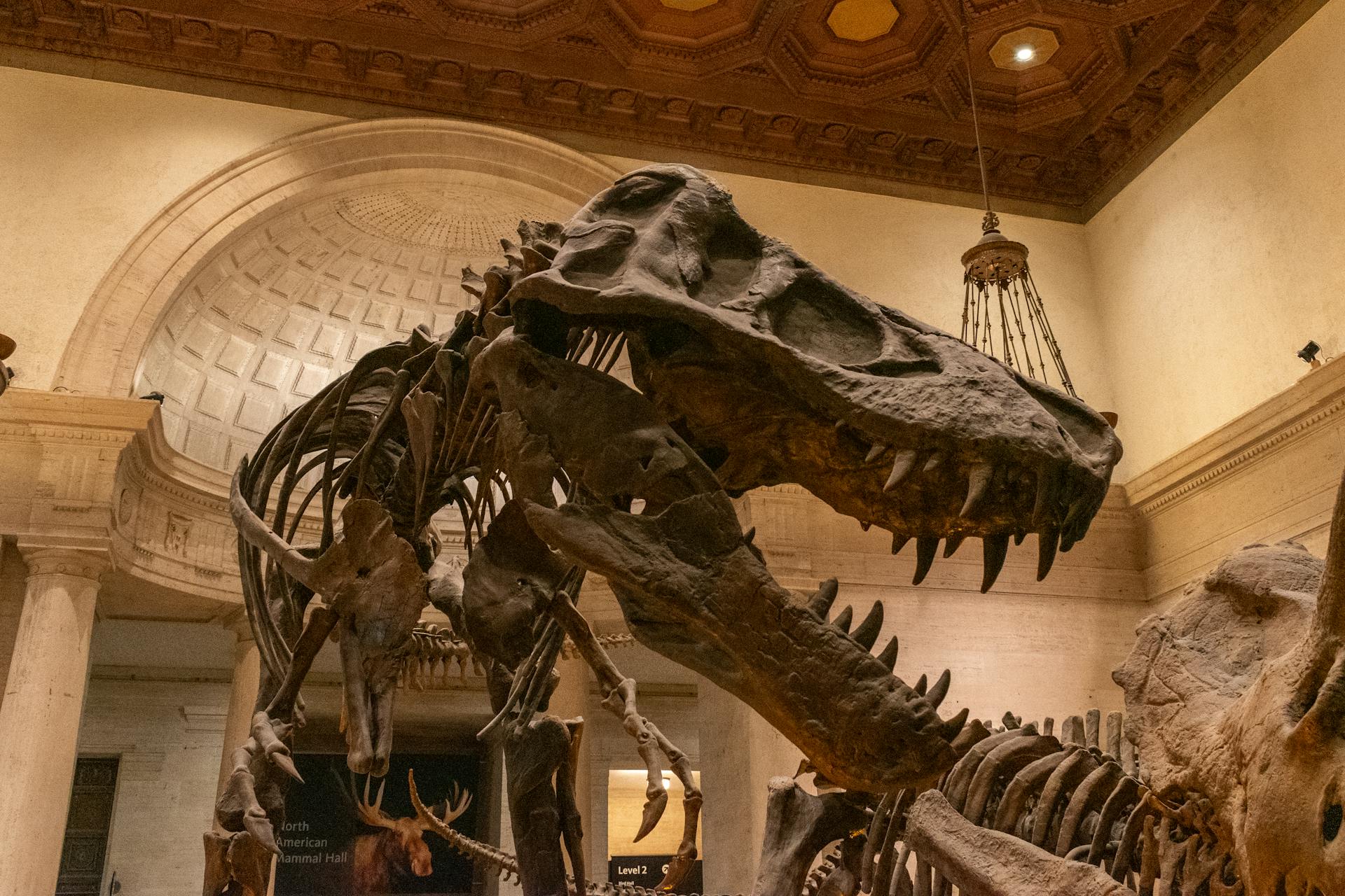 T-Rex Skeleton at the Natural History Museum of Los Angeles County