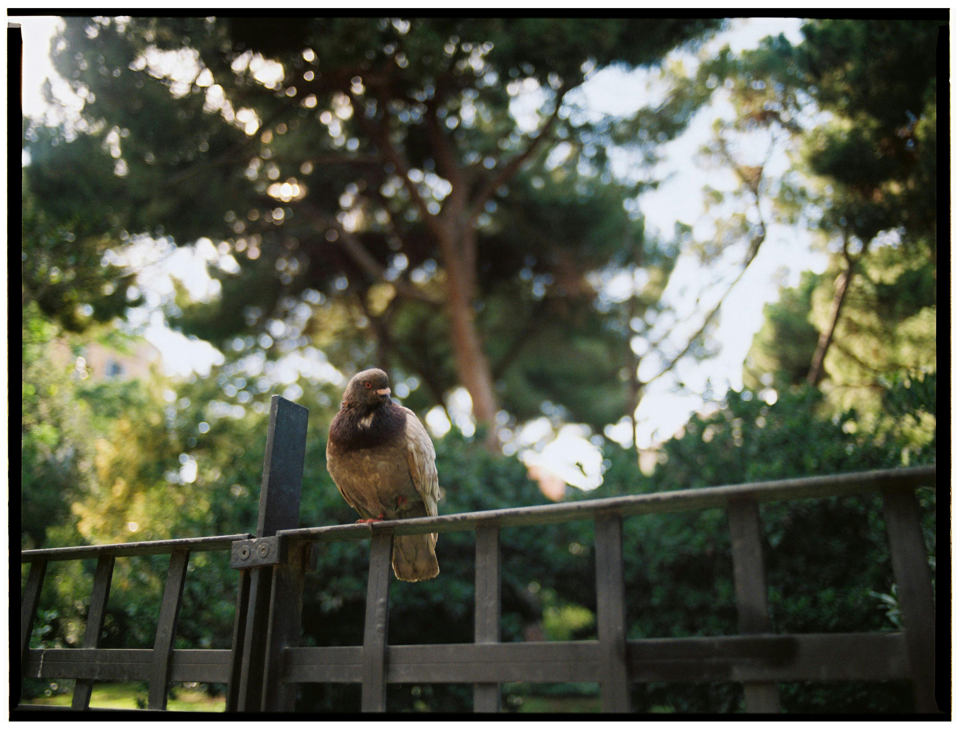 A sparrow on a fence in a lush, sunlit park setting, showcasing nature's beauty.