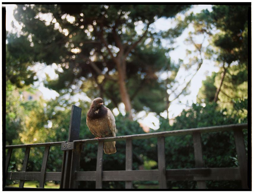 A sparrow on a fence in a lush, sunlit park setting, showcasing nature's beauty.