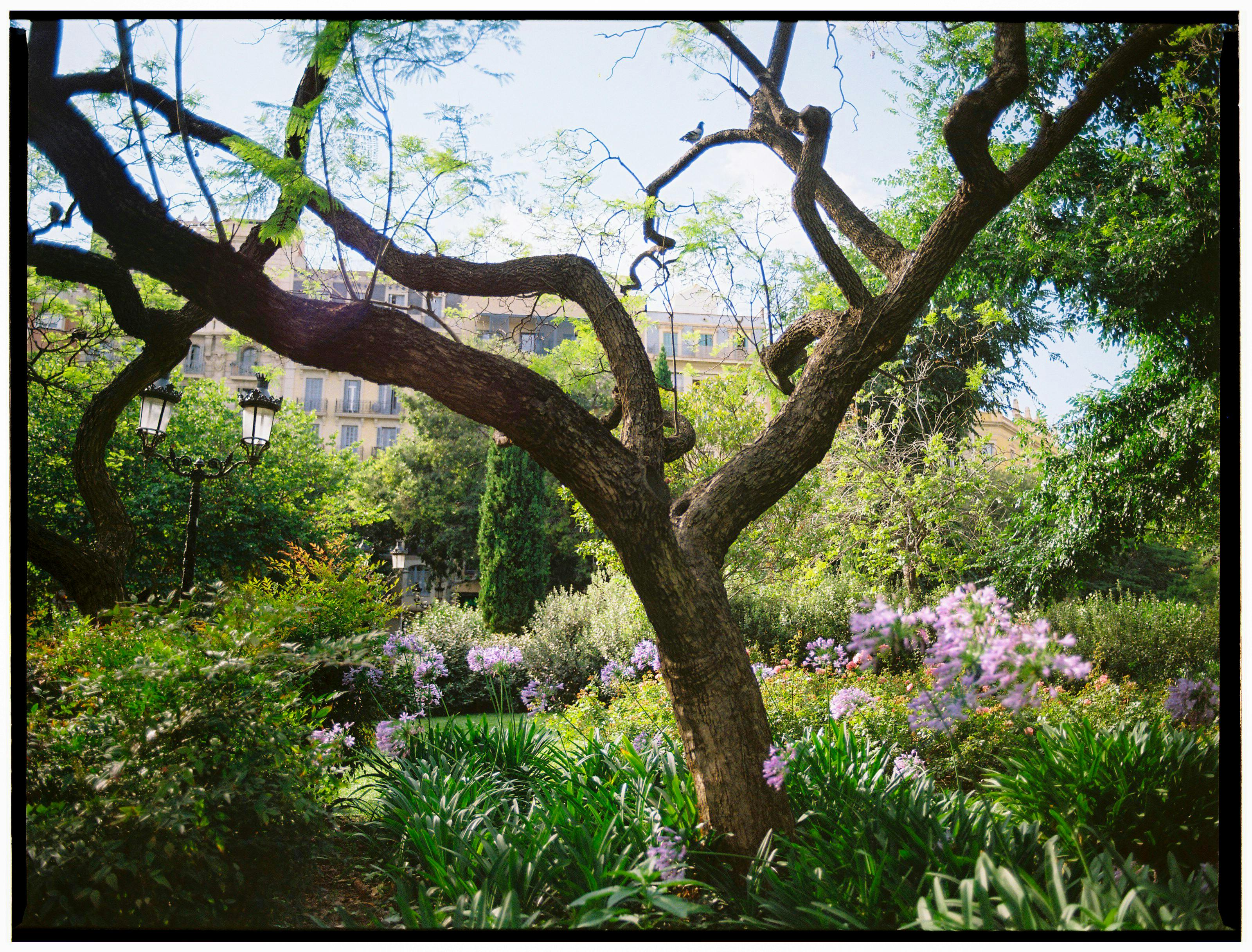 A picturesque garden scene with blooming flowers and a twisted tree, capturing the essence of nature's beauty.