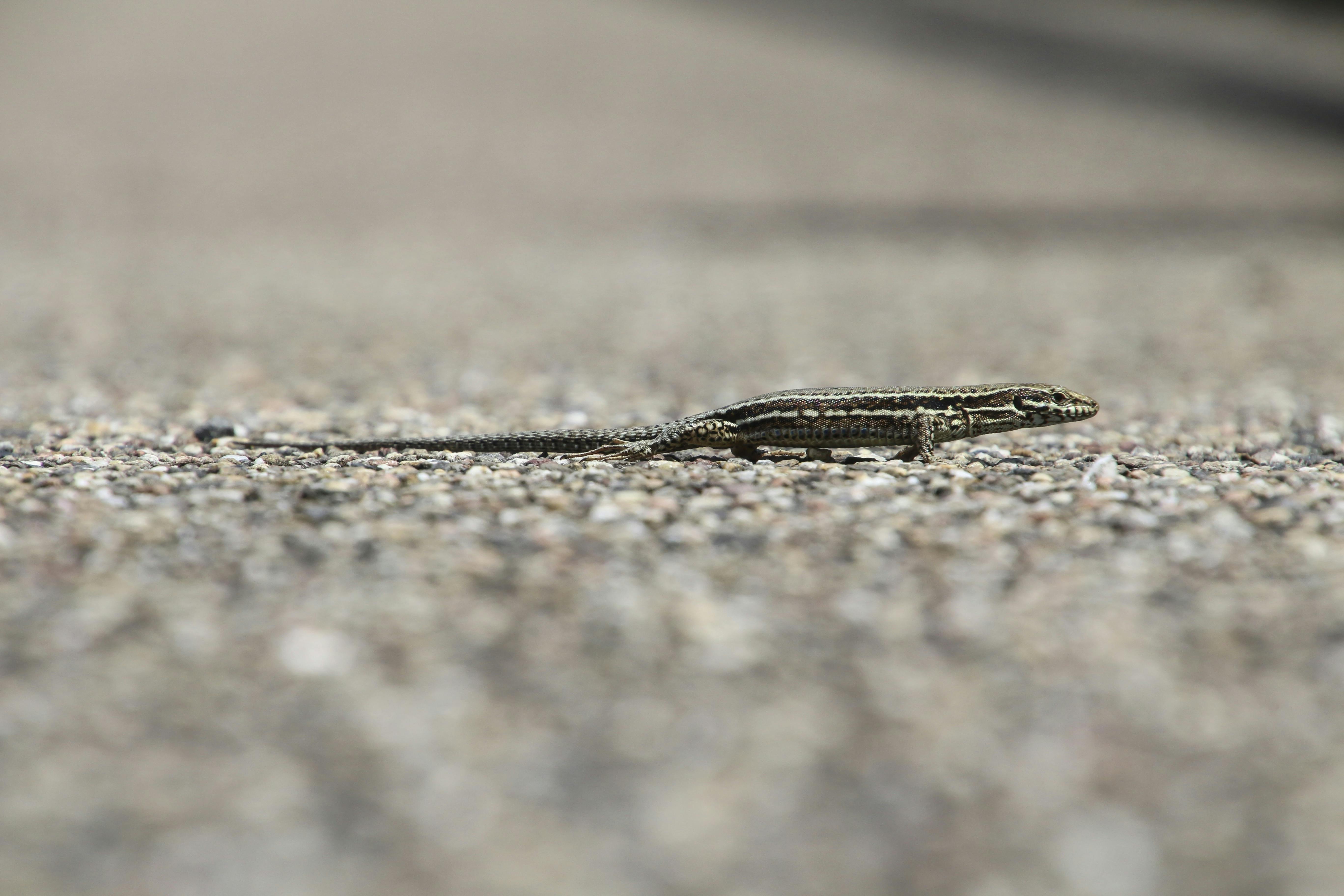 一张小蜥蜴在天然户外环境中趴在砾石上休息的详细图像