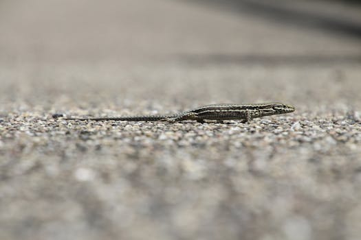 一张小蜥蜴在天然户外环境中趴在砾石上休息的详细图像