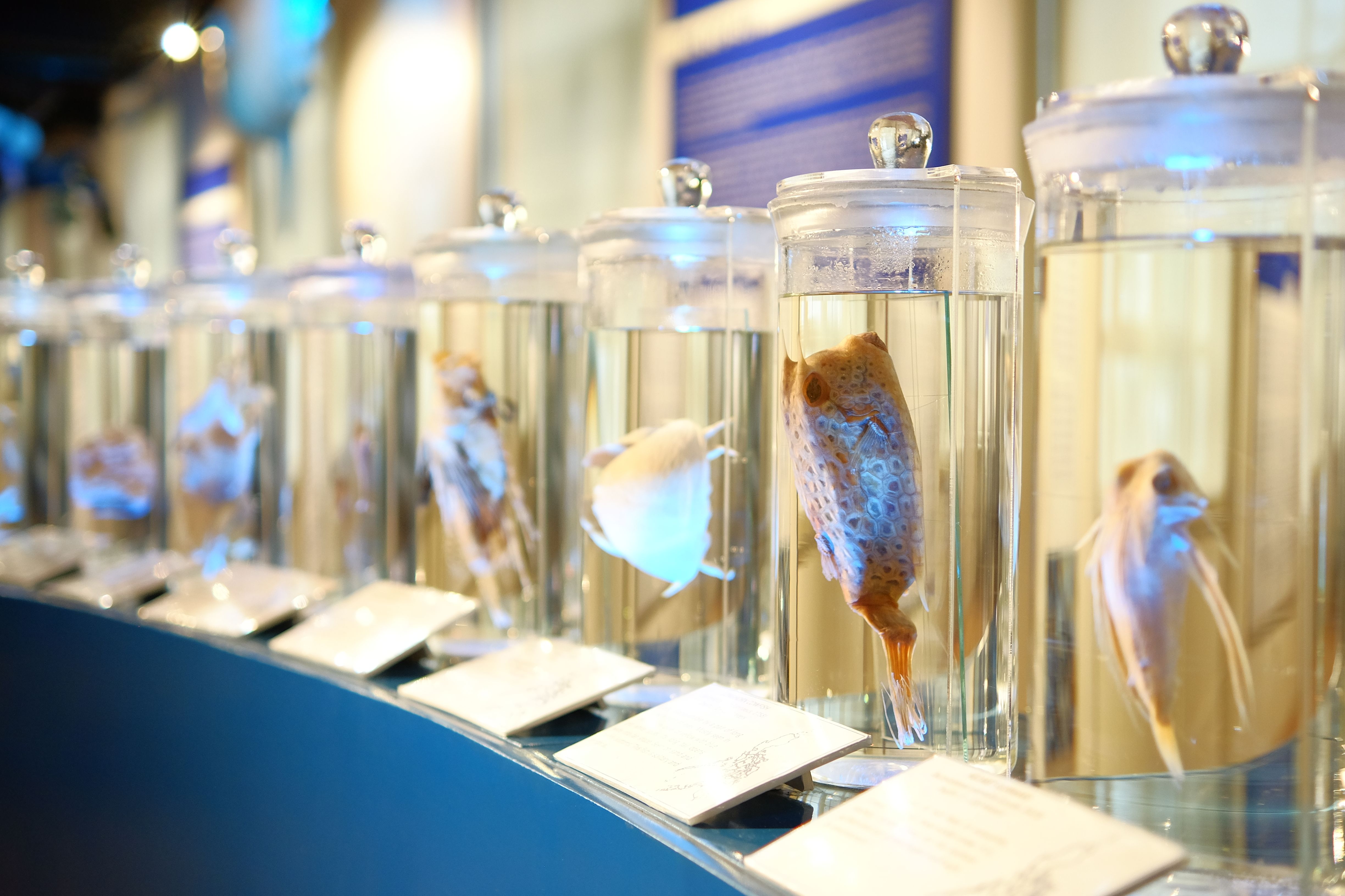 A close-up of various preserved marine specimens in glass jars on display in a museum.