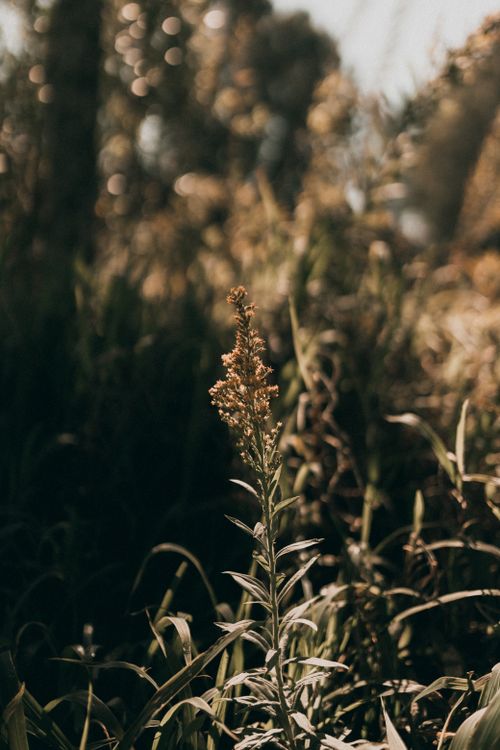 Free A peaceful close-up shot of a plant bathed in warm sunlight, set against a blurred natural background. Stock Photo