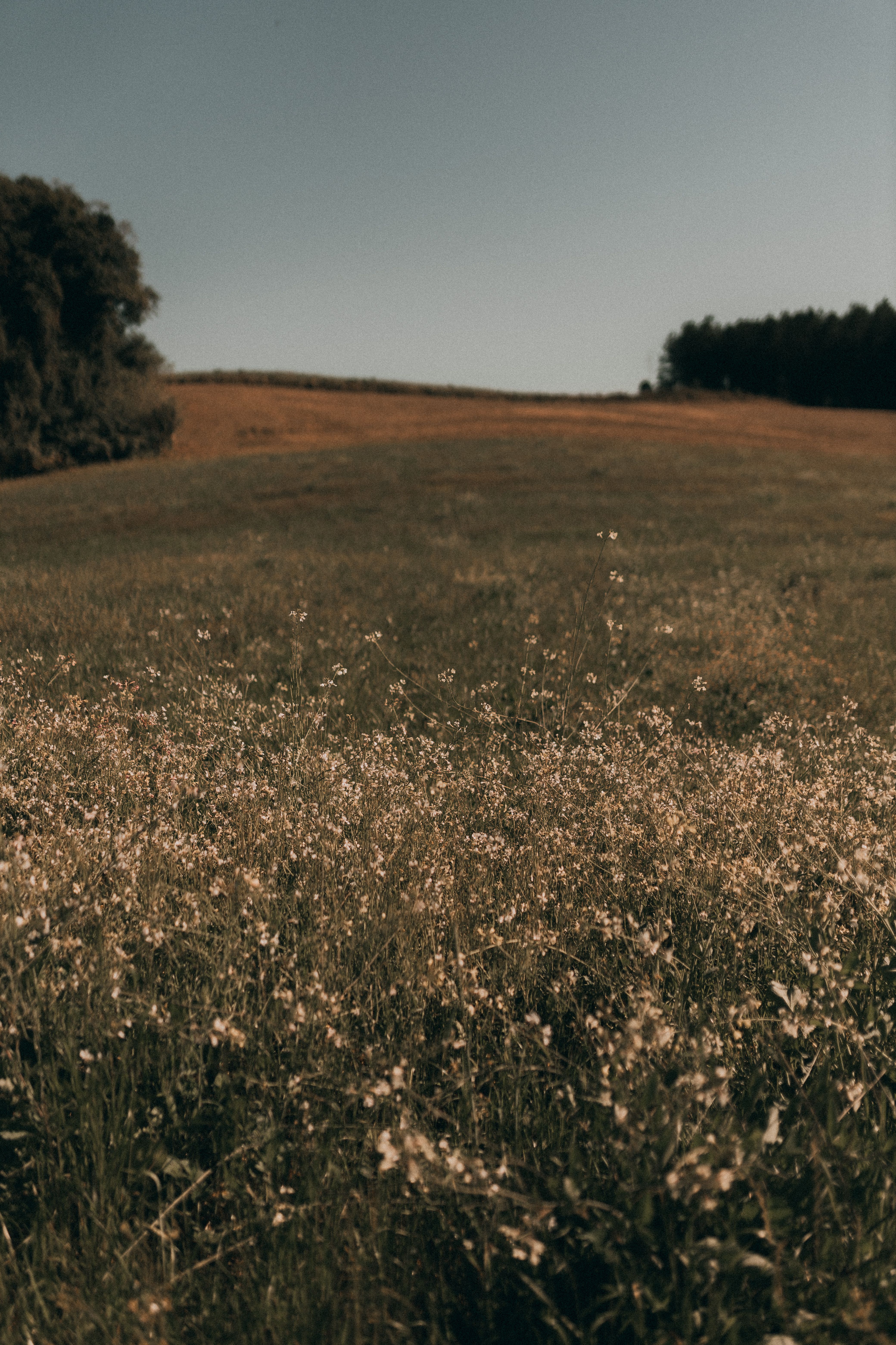 A field of wildflowers with a tree in the background · Free Stock Photo