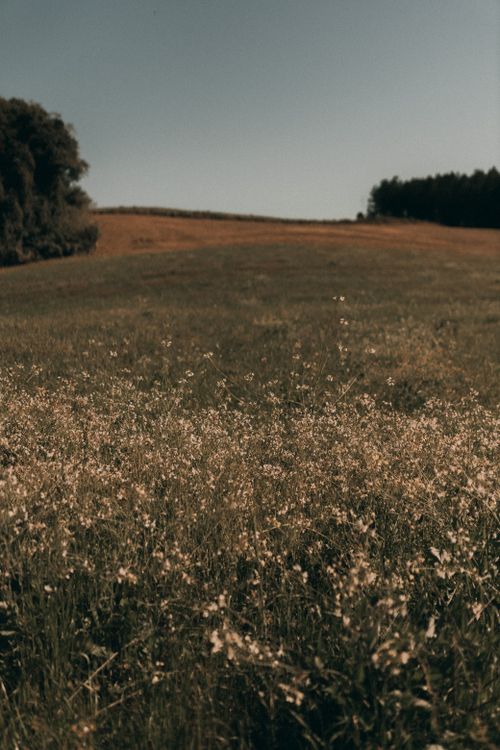 Free Serene landscape of a rural meadow filled with wildflowers under a clear sky; ideal for nature lovers. Stock Photo