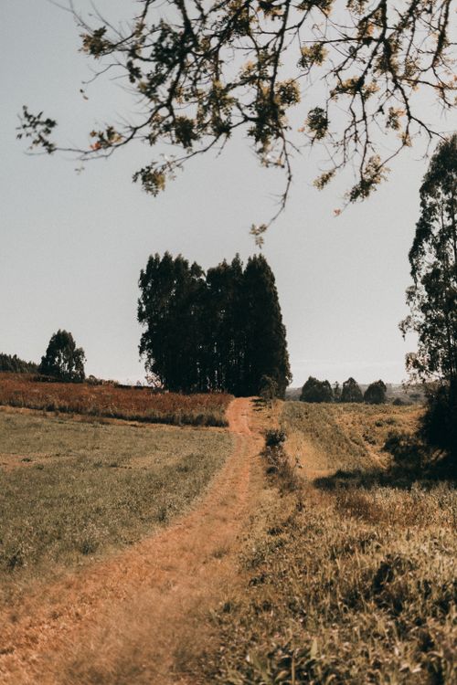 Free A tranquil rural path winds through lush green fields under a clear sky, inviting exploration. Stock Photo