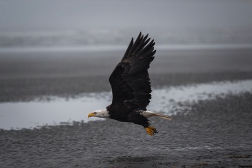 Free A majestic bald eagle soars over the beach in Ocean City, Washington. Captured in natural light. Stock Photo