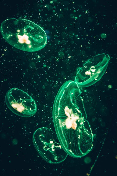 Zdjęcie Green Jellyfish