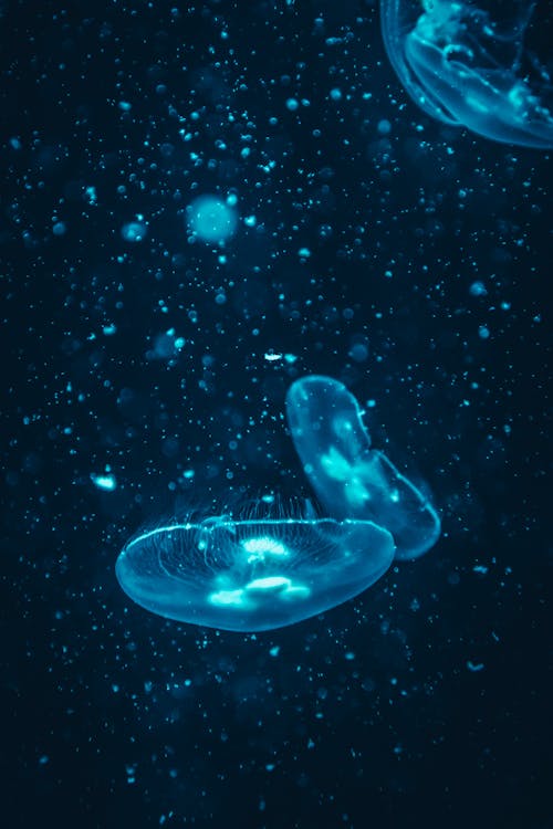 Free Photo of Jellyfish Stock Photo