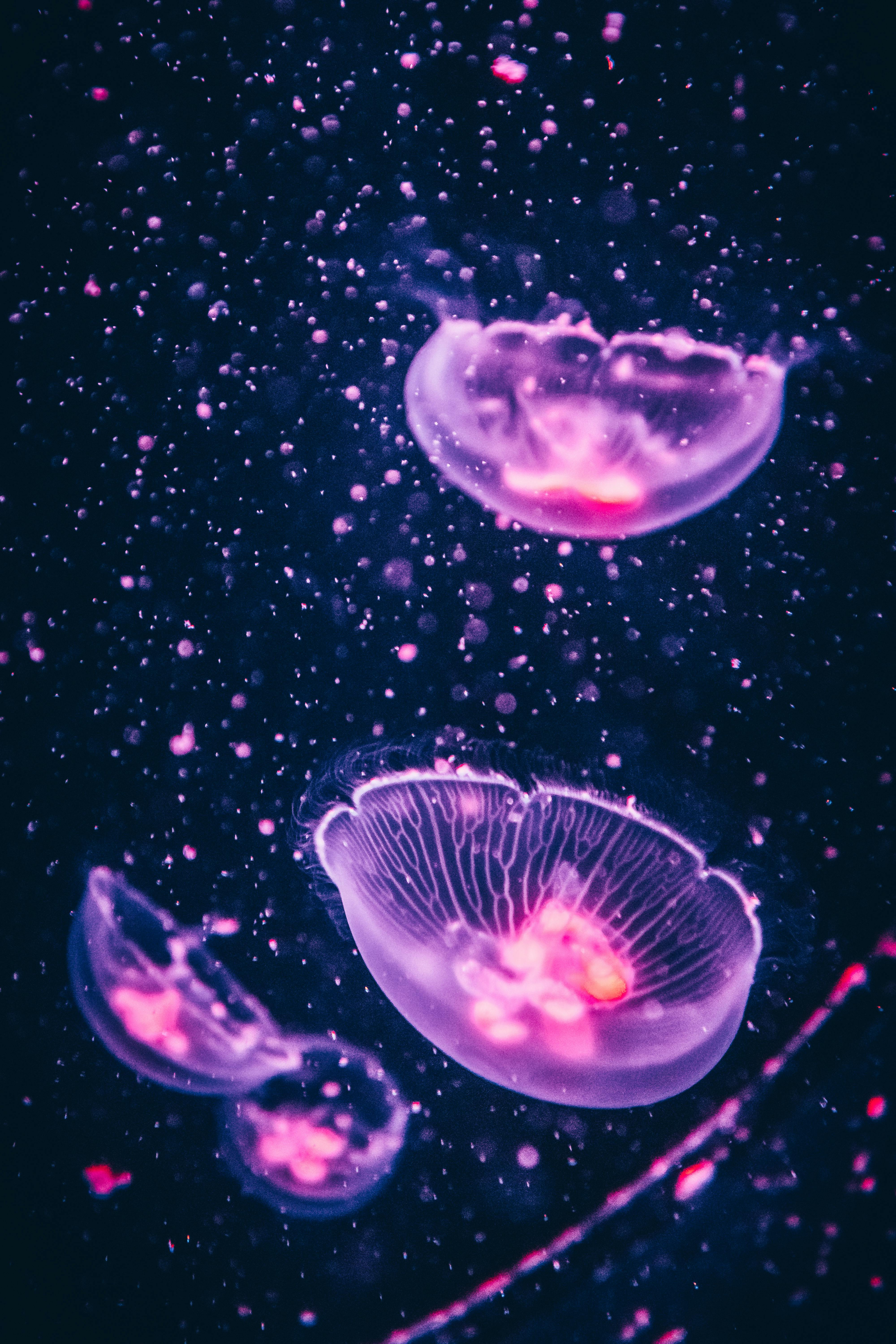 Jellyfish Fantasy 4K Wallpapers | HD Wallpapers | ID #30458