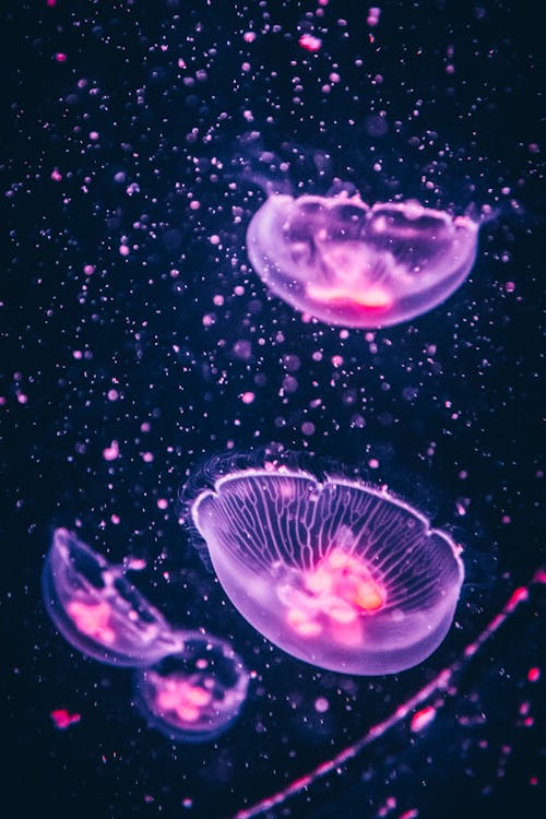 Free Four Purple Jellyfish Stock Photo