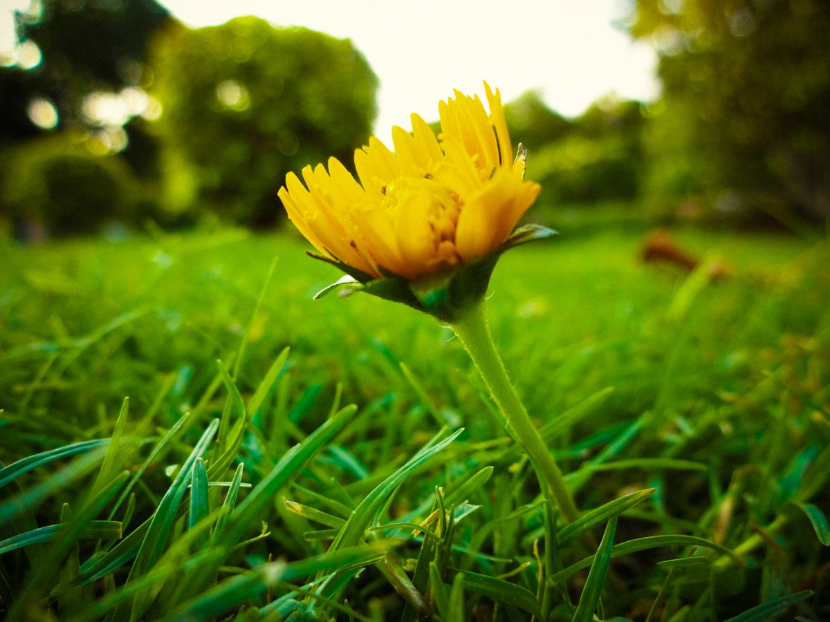 Wildflower bed in bloom — portfolio-worthy landscape work, the kind a gallery is built to frame