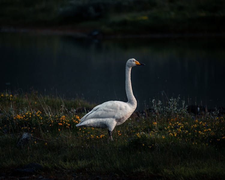 White Goose