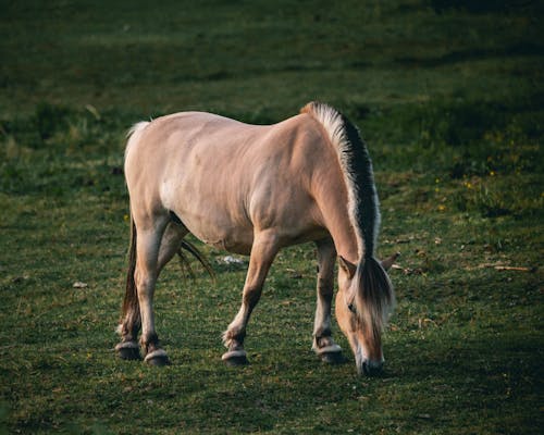 Caballo Marrón De Pie Sobre La Hierba Verde