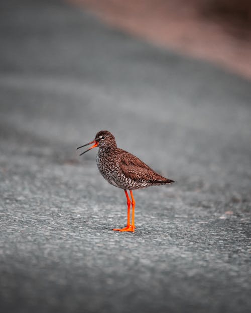 Foto Eines Vogels