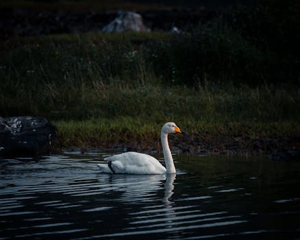 黄昏时分，一只宁静的天鹅优雅地在平静的湖面上游弋，捕捉着大自然的宁静